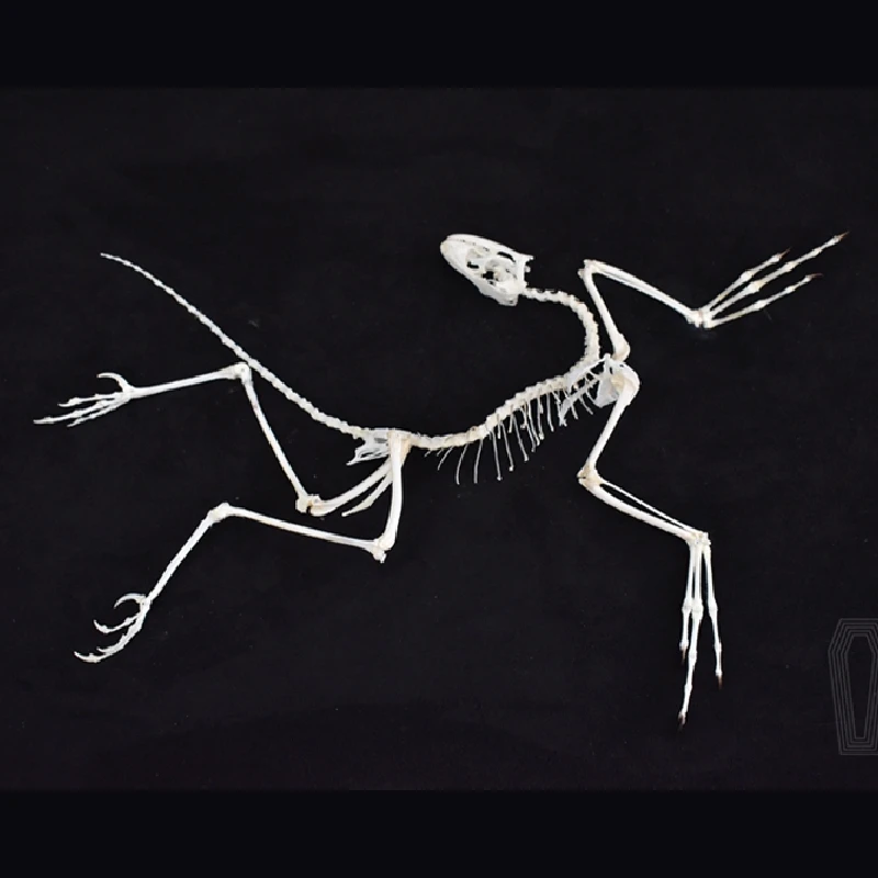 2120 Archeopteryx Fossiel Kuns - Fossil Replica Display recensie en prijs
